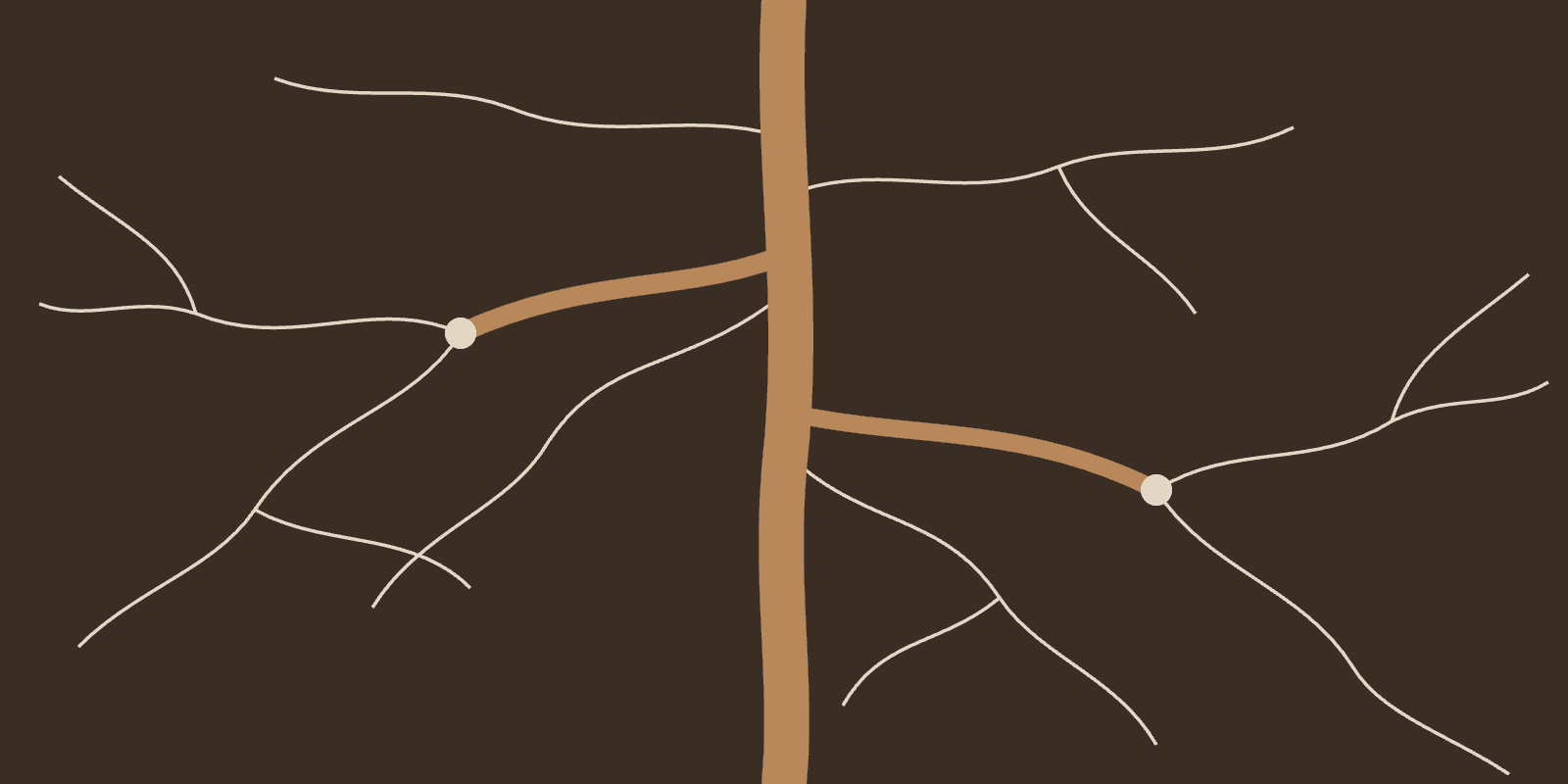 Fungal hyphae wrapping a root tip